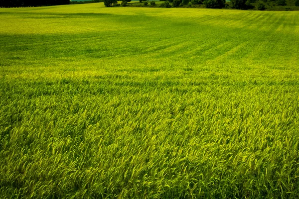 Δείτε ένα πράσινο πεδίο σιτάρι — Φωτογραφία Αρχείου
