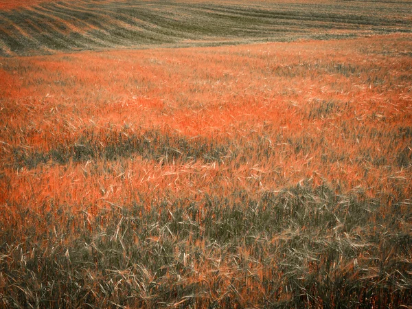 Пшеничное поле пострадало от засухи — стоковое фото