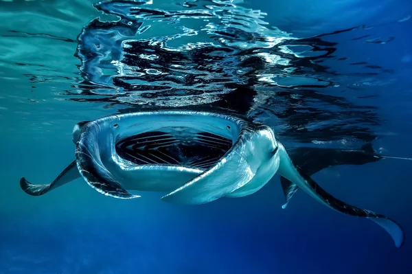 Grande Manta na frente da câmera — Fotografia de Stock