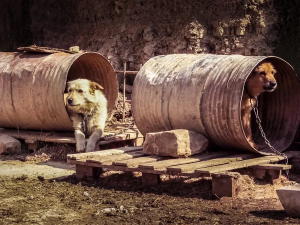 Köpekler köle olarak