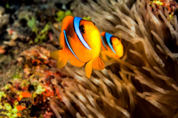 Papá y mamá Clownfish — Foto de Stock