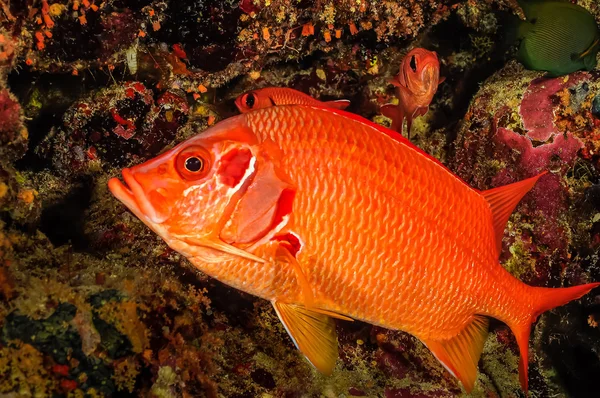 Peixes-esquilo — Fotografia de Stock