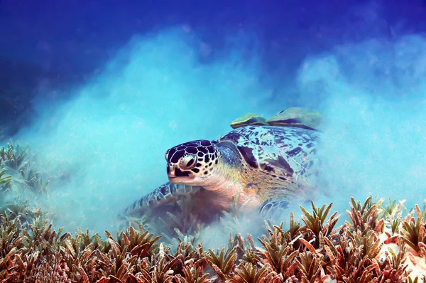 Sea turtle — Stock Photo, Image