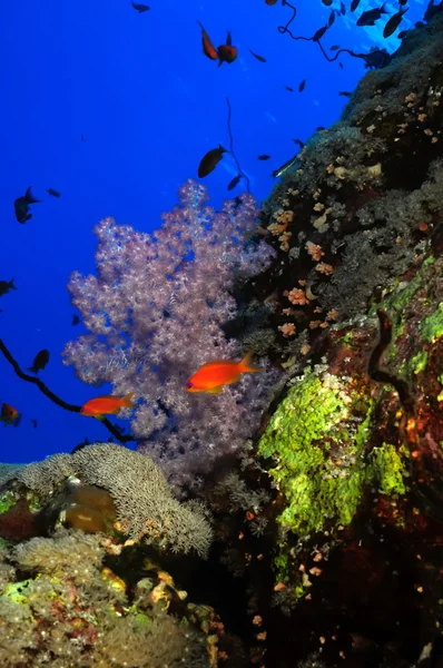 Coral reef — Stock Photo, Image