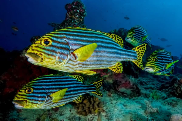 스 윗 립 물고기 물고기 — 스톡 사진