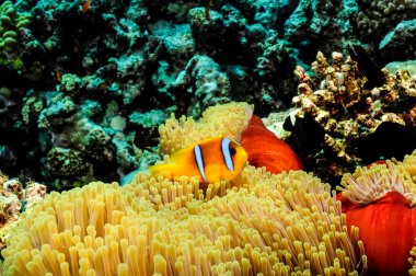 Clowfish ve anemon çiçeği