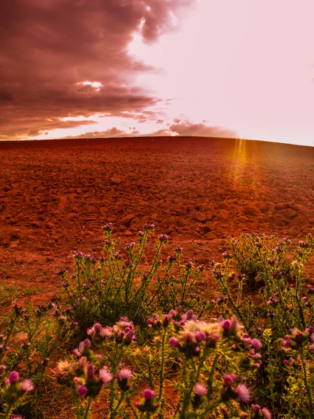 Günbatımı, Castilla tarım alanları — Stok fotoğraf