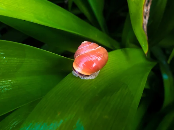 Escargot orange — Photo