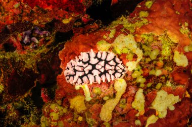 Nudibranchs II yakın çekim