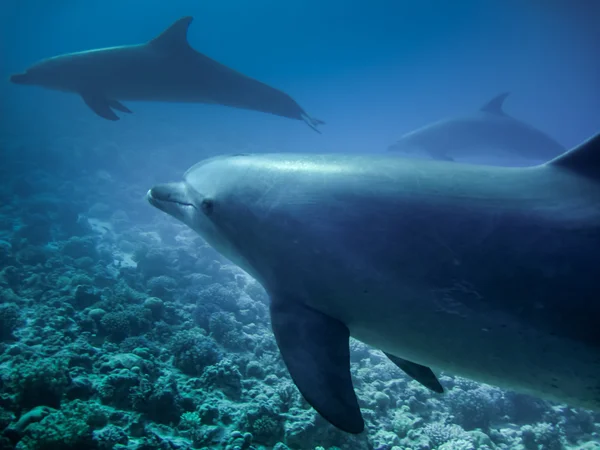 Delfines (Mar Rojo ) — Foto de Stock