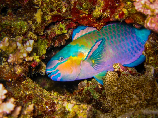 En farverig Parrotfish - Stock-foto