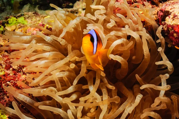 Clowfish Iv en anemone — Stockfoto