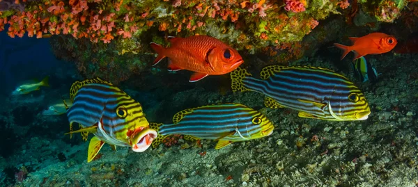 Sweetlips en soldaat vis — Stockfoto