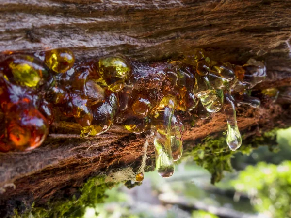 Detail Fallen tree — Stock Photo, Image