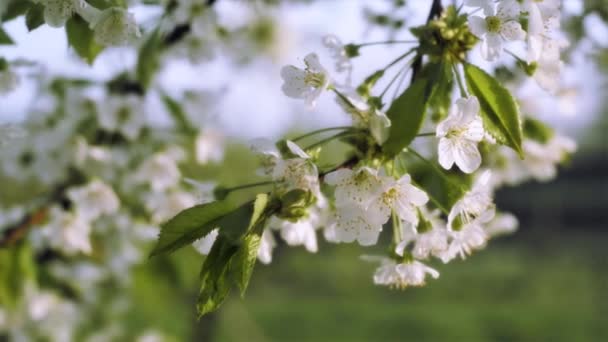 Krásný jarní květiny - Cherry Blossom — Stock video