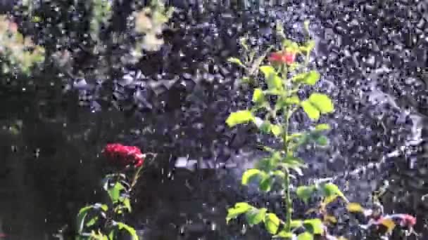 Rose sous la pluie — Video