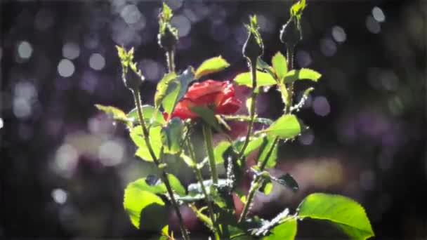 Rose onder regen — Stockvideo