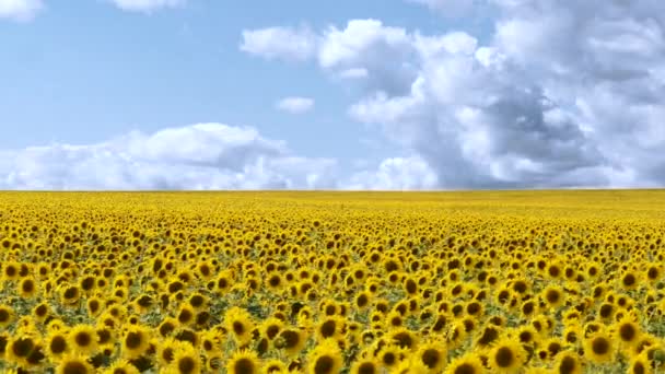 Gelbe Sonnenblumen auf dem Feld und der blaue Himmel — Stockvideo