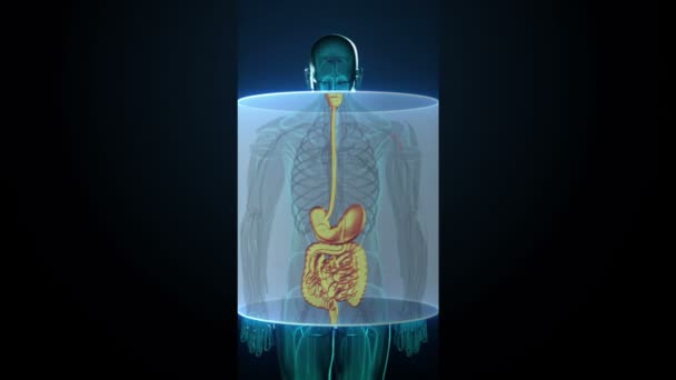 Zooma in Människan de inre organen, Matsmältningssystemet.Blå röntgenljus. i användargränssnitt för digital bildskärm. — Stockvideo