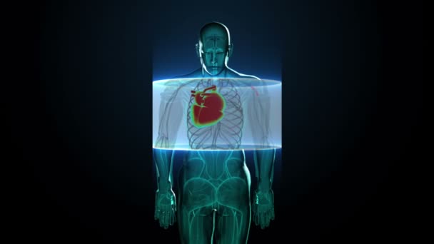 Ampliar el cuerpo giratorio y escanear el corazón. Sistema cardiovascular humano, luz azul de rayos X . — Vídeos de Stock