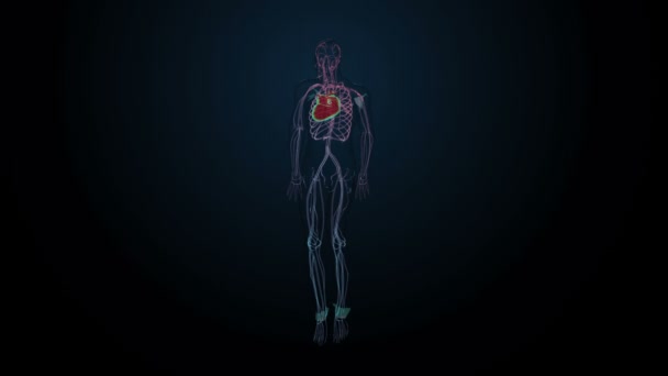 Rotating Human cardiovascular system, Blue  X-ray light. — Stock Video