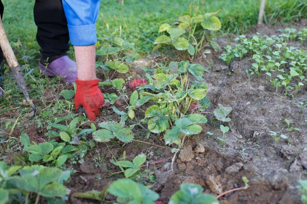 Woman weed the weeds of strawberry in the field, work process