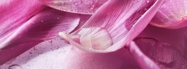 close up pink fresh flowers tulips with a water drops, wet petals, natural spring background. banner