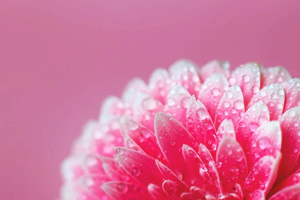 Pink Gerbera flower petals with drops of water, macro on flower. Beautiful abstract background