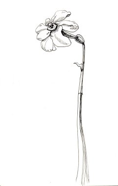 Narsist çiçekçi el senin tasarımın için çizdi.