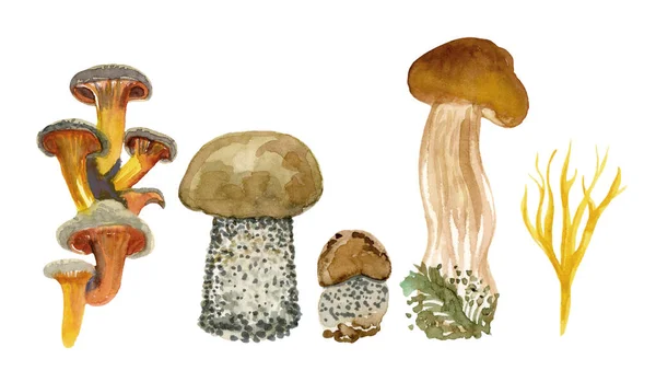 I funghi acquerello impostato sullo sfondo bianco per il vostro disegno — Foto Stock