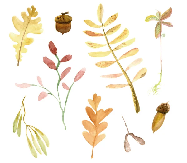 Aquarel met de hand getekend herfst bladeren en zaden op de witte achtergrond — Stockfoto