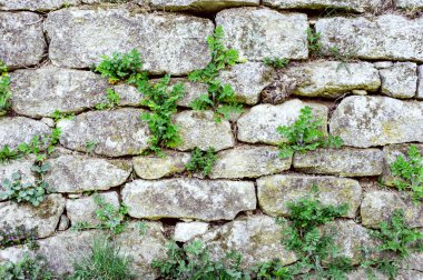 Yeşil çim ile arka plan gri taş duvar