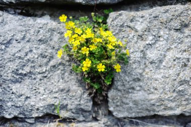 Büyük gri taş sarı çiçek