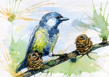 Çam ağacı üzerinde oturan baştankara