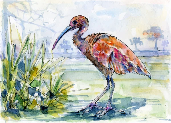 Ibis écarlate dans le paysage — Image vectorielle