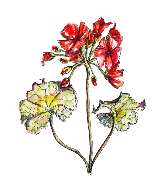 Fleur de pélargonium en aquarelle, vecteur — Image vectorielle