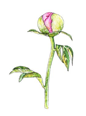 Şakayık çiçeği botanik çizimi