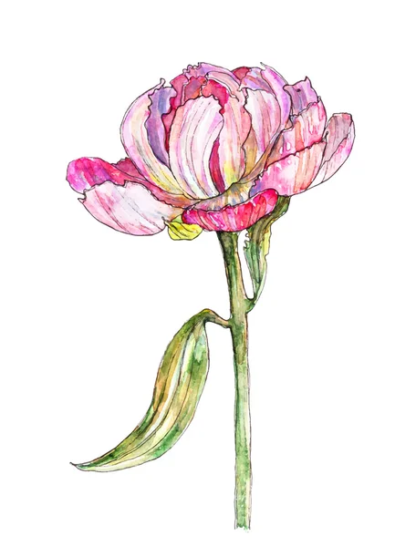 İllüstrasyon vektör Şakayık çiçeği,