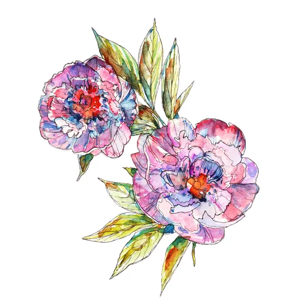 Illustration de fleurs de pivoine, vecteur — Image vectorielle