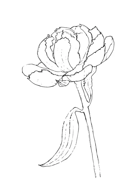 Illustrazione di fiori di peonia, vettore — Vettoriale Stock