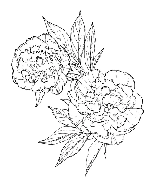 Illustration de fleurs de pivoine, vecteur — Image vectorielle