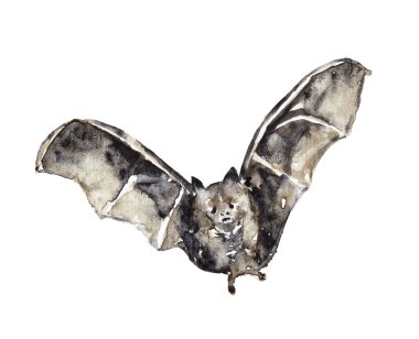 Watercolor illustration of a bat clipart