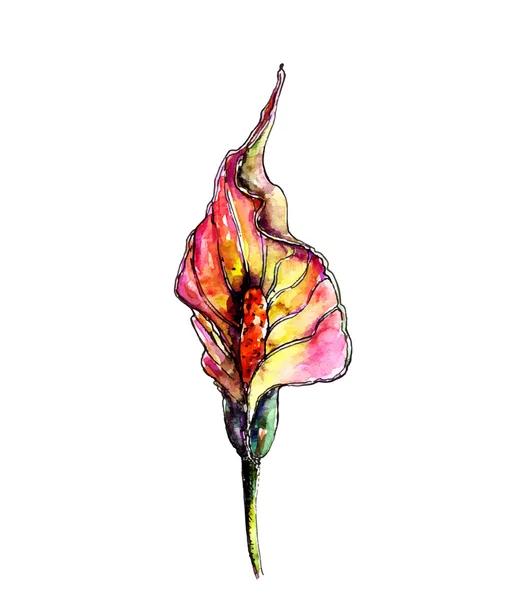 Akvarell botaniska illustration av spatifillum blomma — Stock vektor