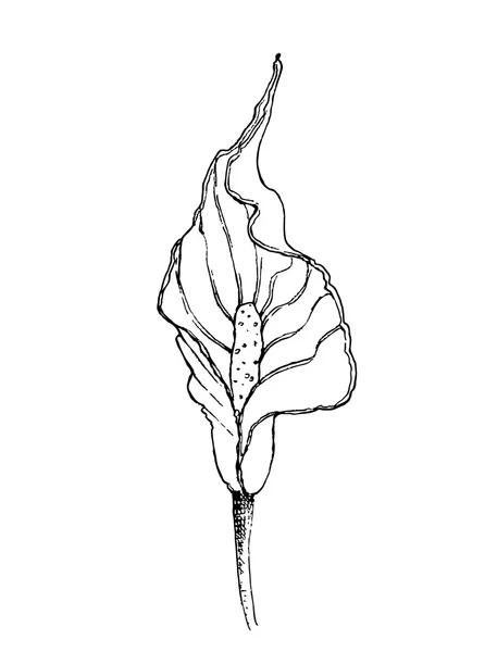 Inkt botanische illustratie van spatifillum bloem — Stockvector
