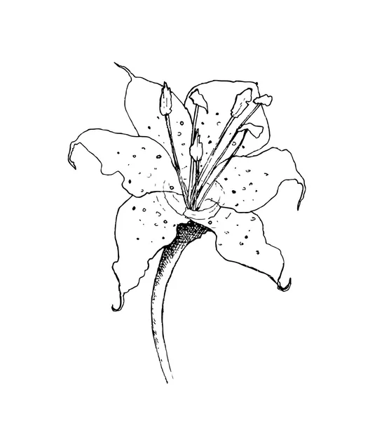 リリーの花の植物のイラストをインクします。 — ストックベクタ