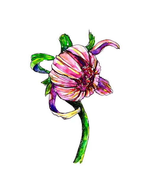 Akvarell botaniska illustration av pion blomma — Stock vektor