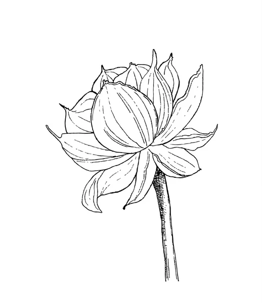 Inkt botanische illustratie van lotusbloem — Stockvector