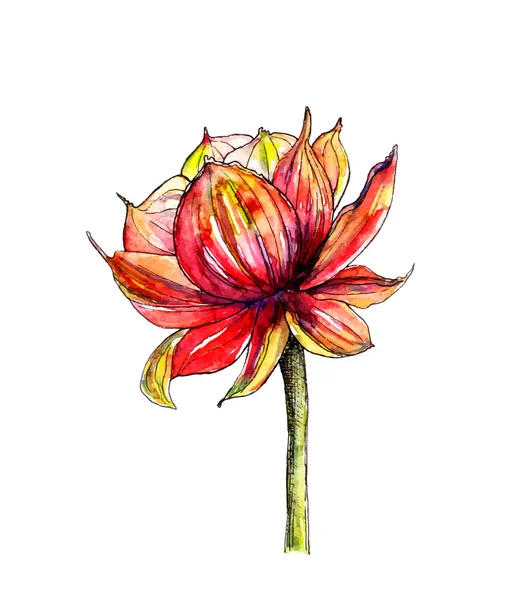 Akvarell botaniska illustration av lotusblomma — Stock vektor