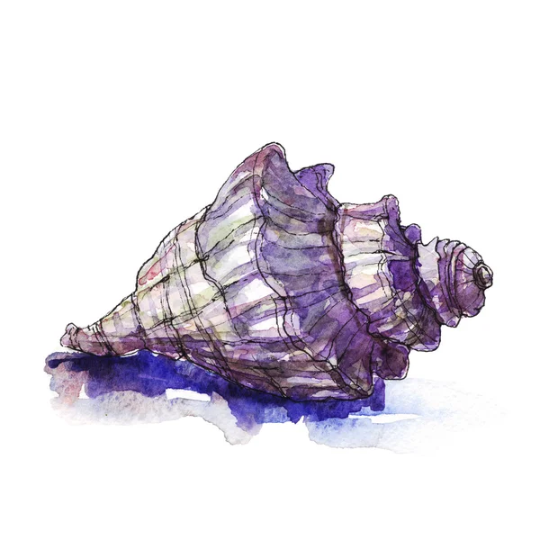 Ακουαρέλα εικονογράφηση ενός κέλυφος θάλασσα — Φωτογραφία Αρχείου