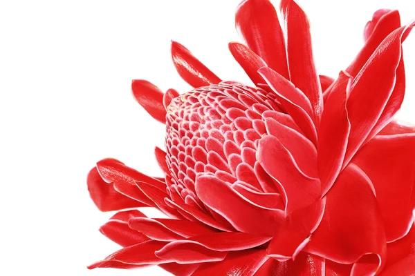 Zencefil, Etlingera elatior, zingiberaceae çiçek izole o meşale — Stok fotoğraf